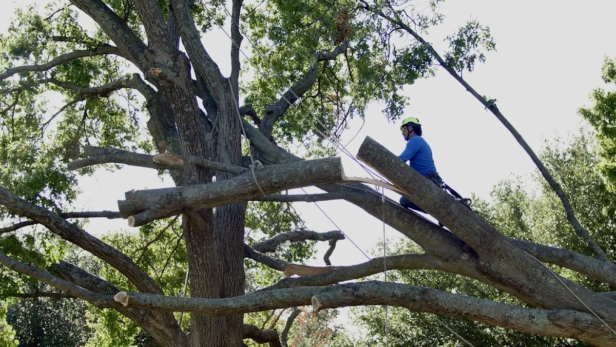 Professional Crown Thinning performed by certified arborists in Dwight